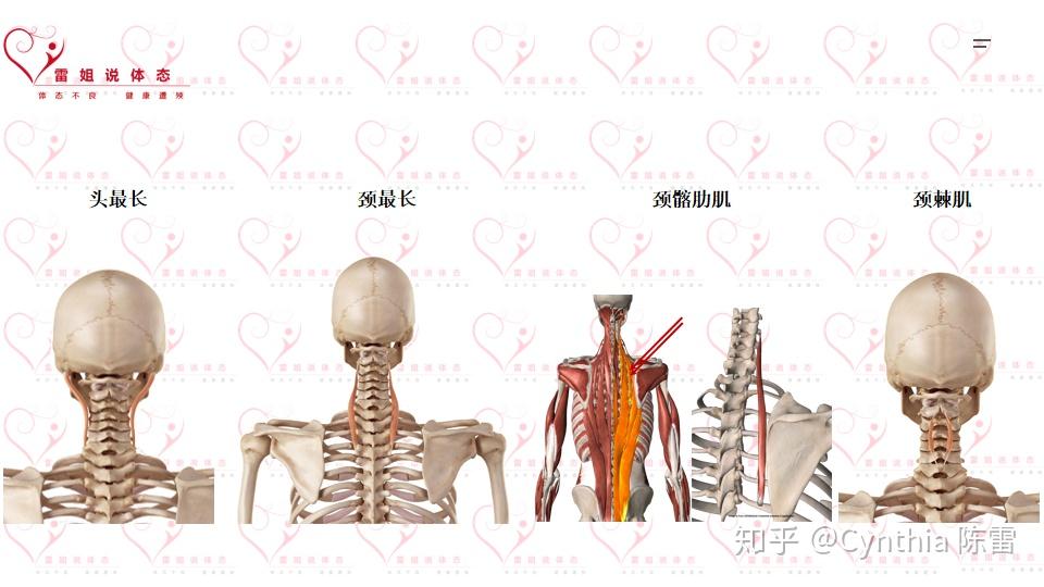 从体态的角度看解剖——颈部篇(下) - 知乎