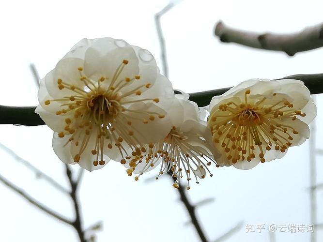 十五首关于寻梅的诗词,断板桥边孤影瘦,冷村墙外暗香微 - 知乎