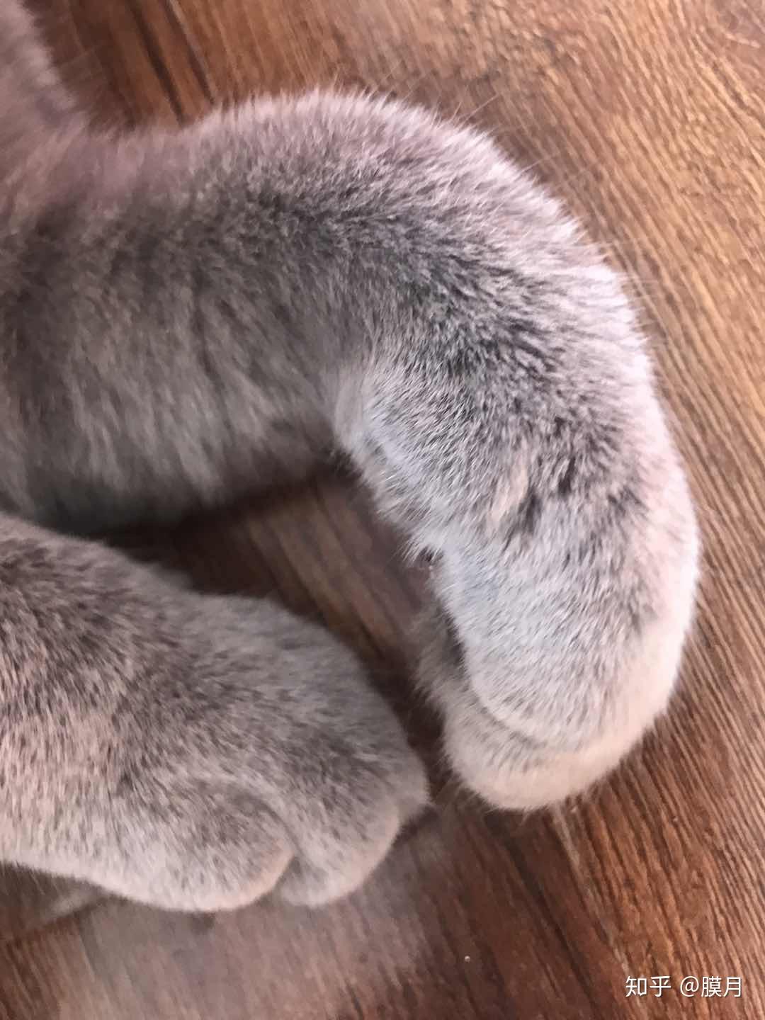 蓝猫毛色渐白是怎么回事