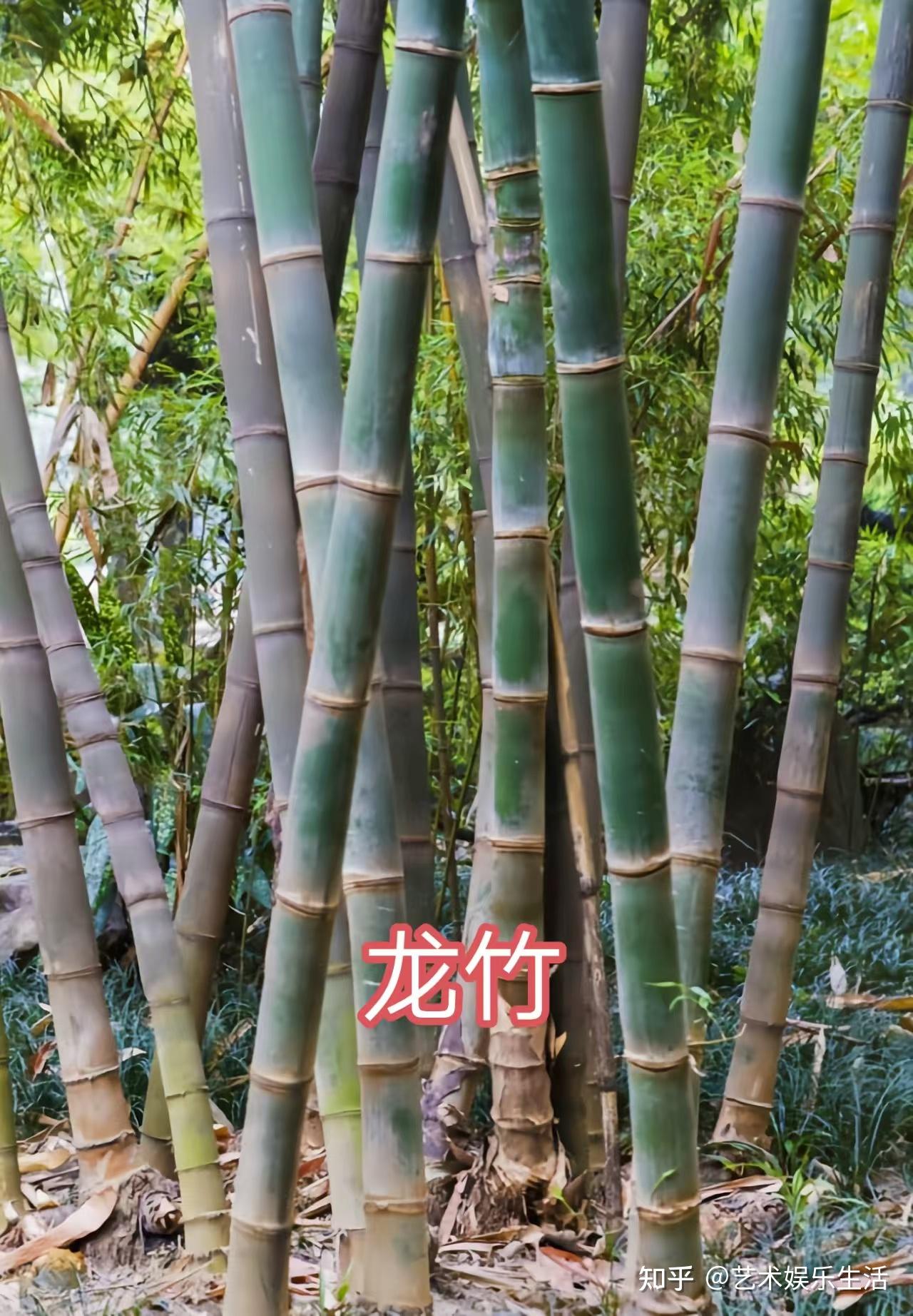 禾本科竹亚科的37种代表植物 - 知乎