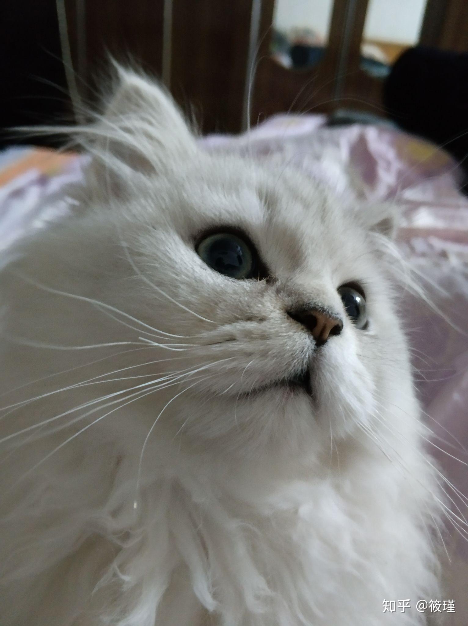 银渐层返祖猫与正常银渐层怎么选呢急求