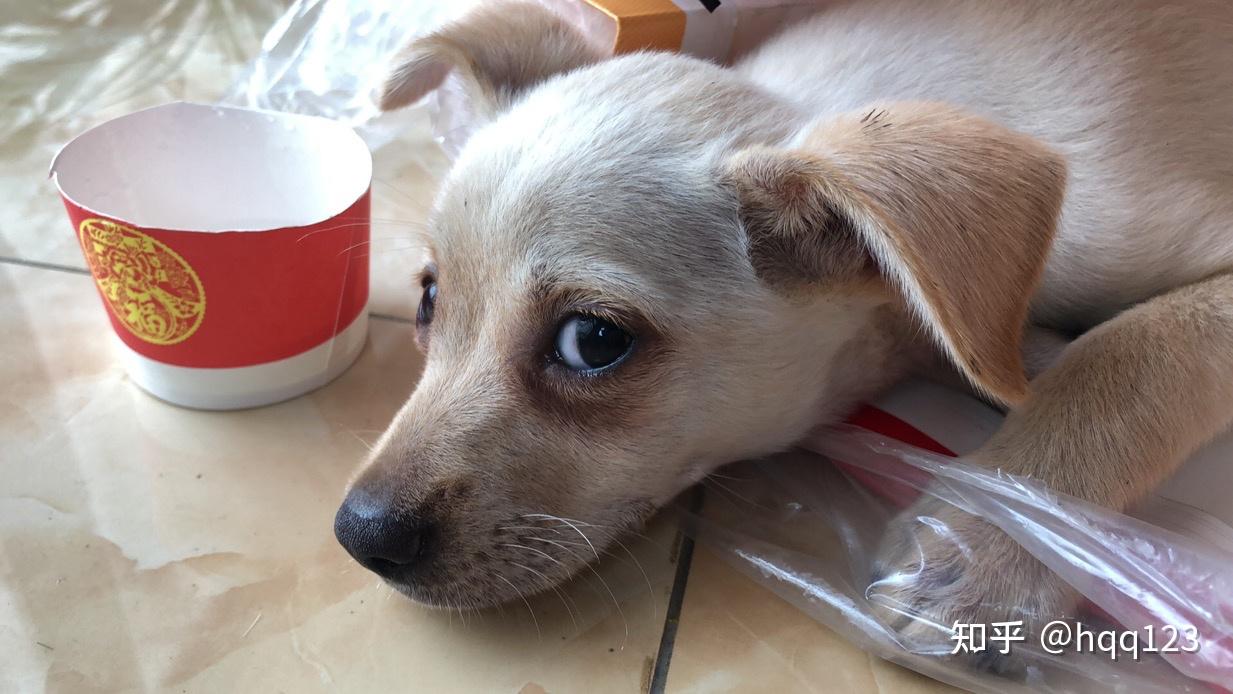 土狗吉娃娃长什么样子