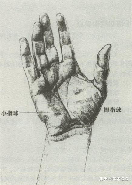 速写局部精讲之手部比例、肌肉、特征解析 - 知乎