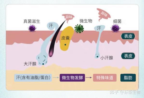 七下生物汗液(七下生物汗液的流向) 第1张 七下生物汗液(七下生物汗液的流向) 第1张