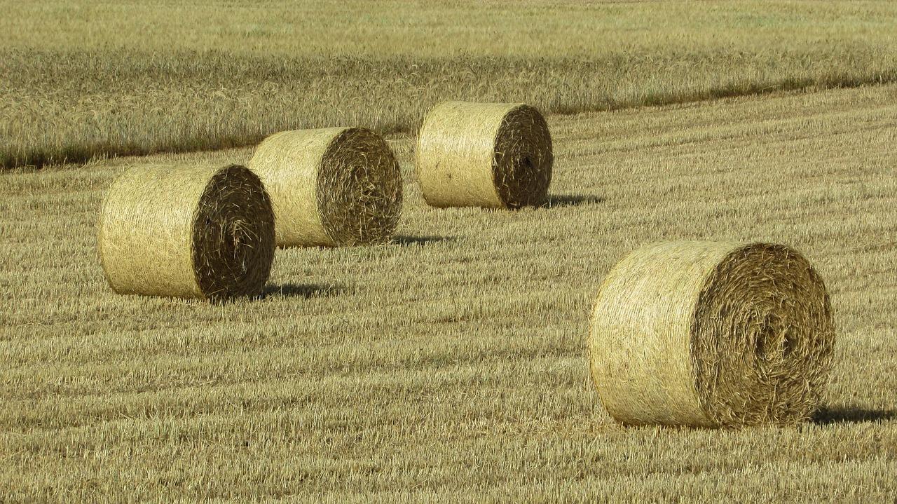 3. 苜蓿肥效分析