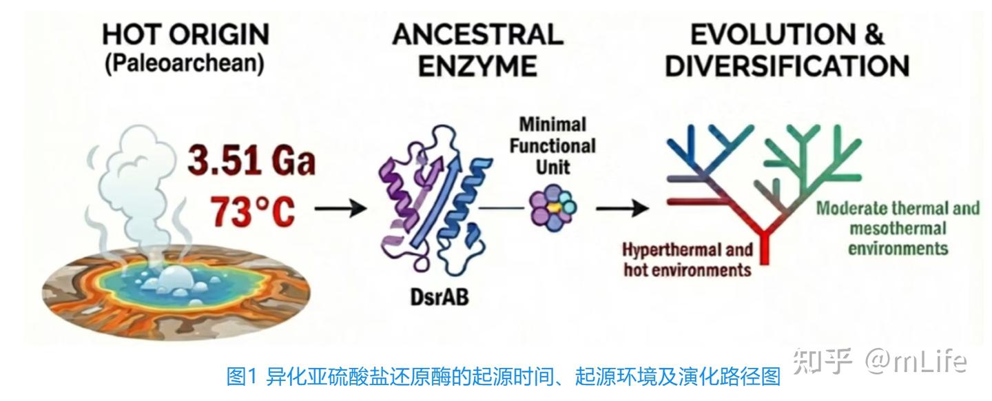 mLife | 分子演化学揭示生物异化亚硫酸盐还原起源于古太古代中高温环境 - 知乎