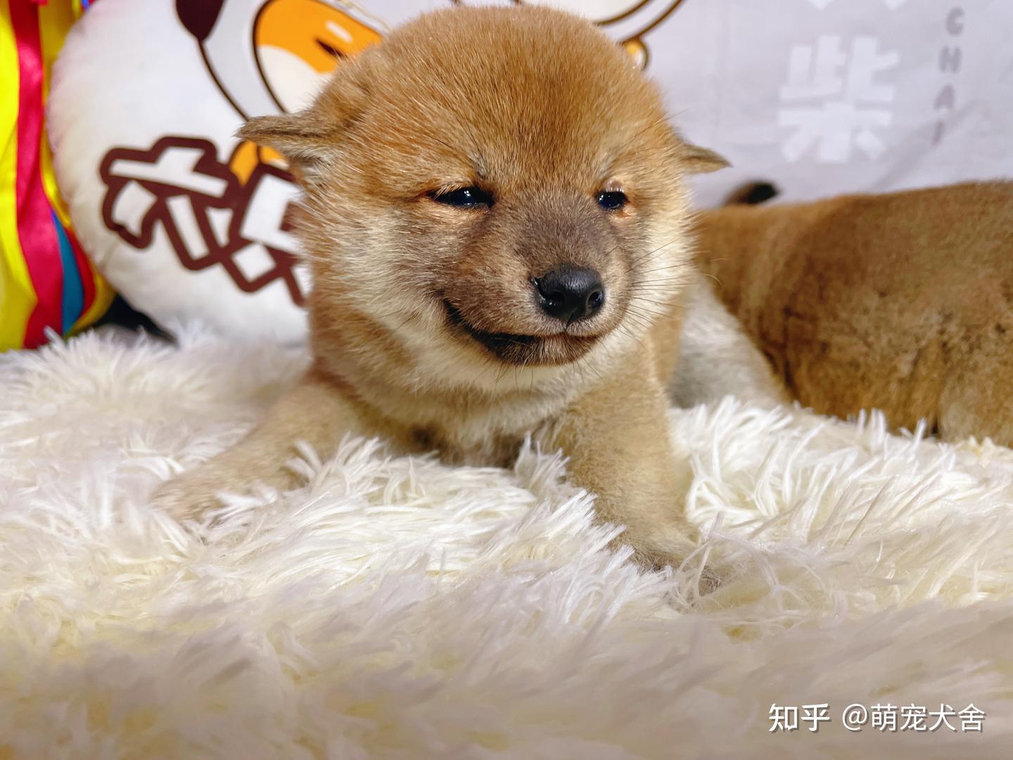 为什么柴犬的狗头总是被卡住呢？真的是因为智商低吗？ - 知乎