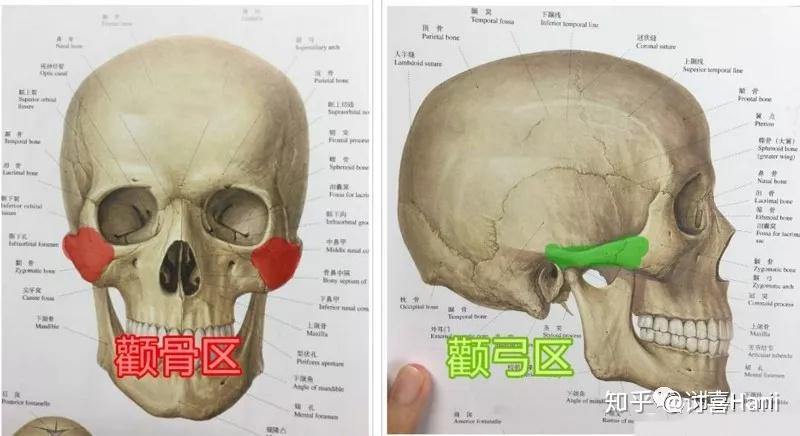 如何判断一个人的颧骨是高还是低? - 知乎