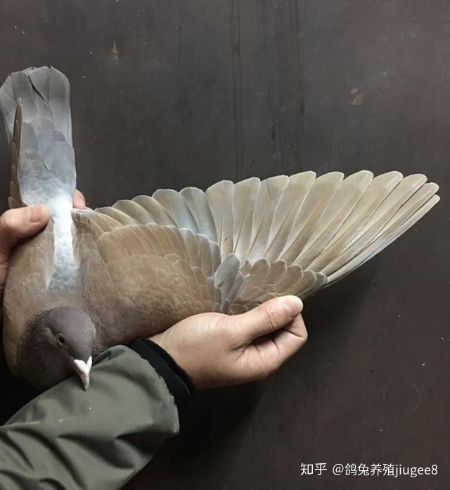 养鸽子切记这三样东西不能喂太多哦! - 知乎