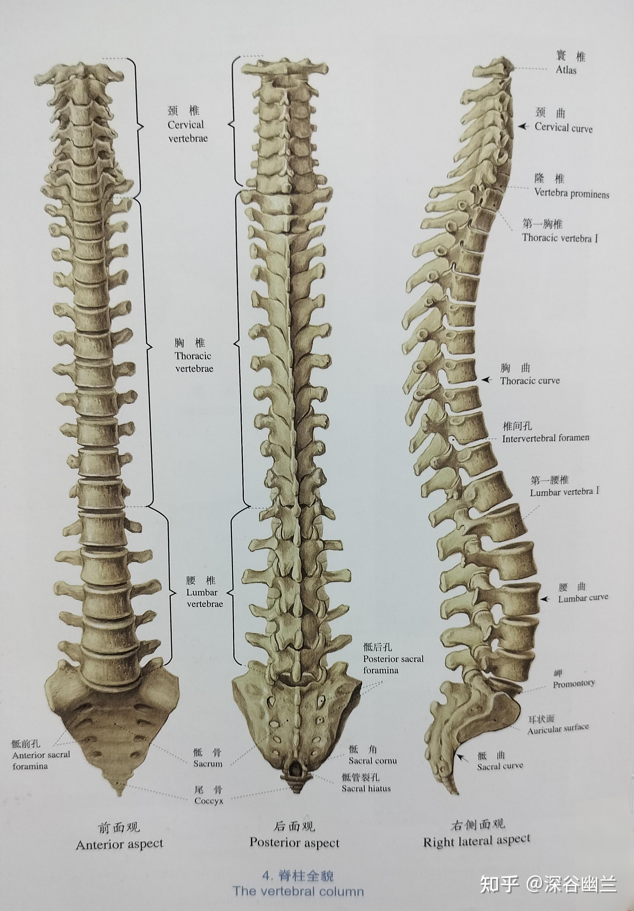 从科学角度解读中医经络养生 第8节
