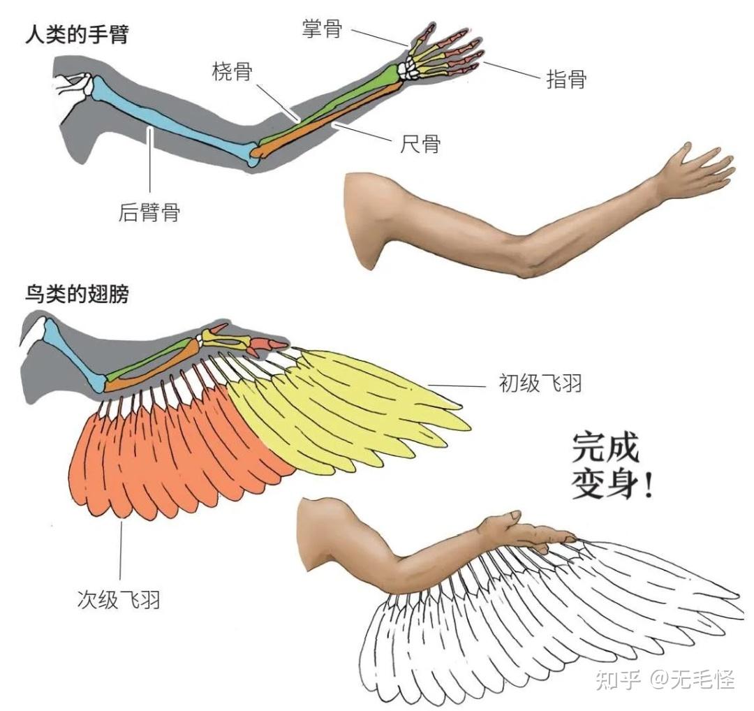 人类会长出翅膀吗图片