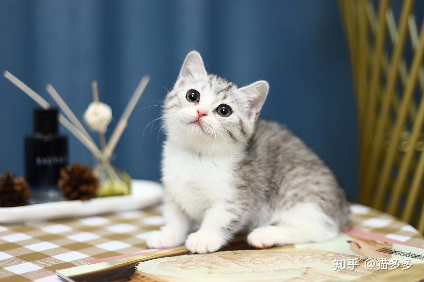 曼赤肯猫的价格在多少的区间呢