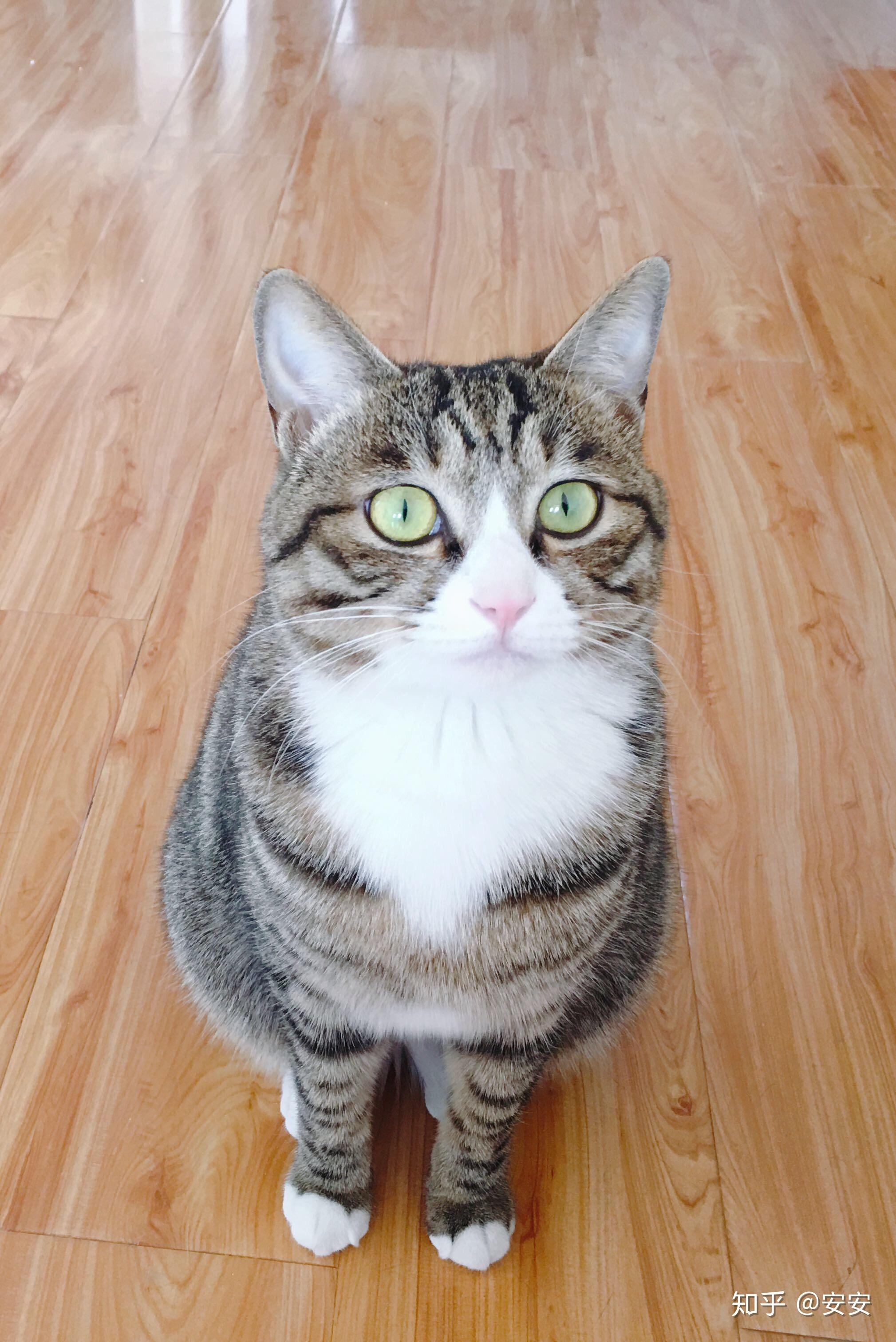 狸花猫的眼睛可以有多好看