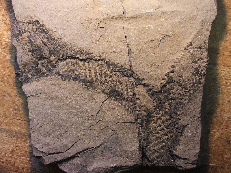 【地球生物全系列——植物篇】石松门—鳞木目 - 知乎