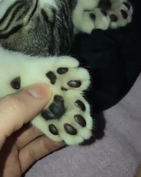 知乎十年新知答主波多野猫叔67你听说过六指琴魔!