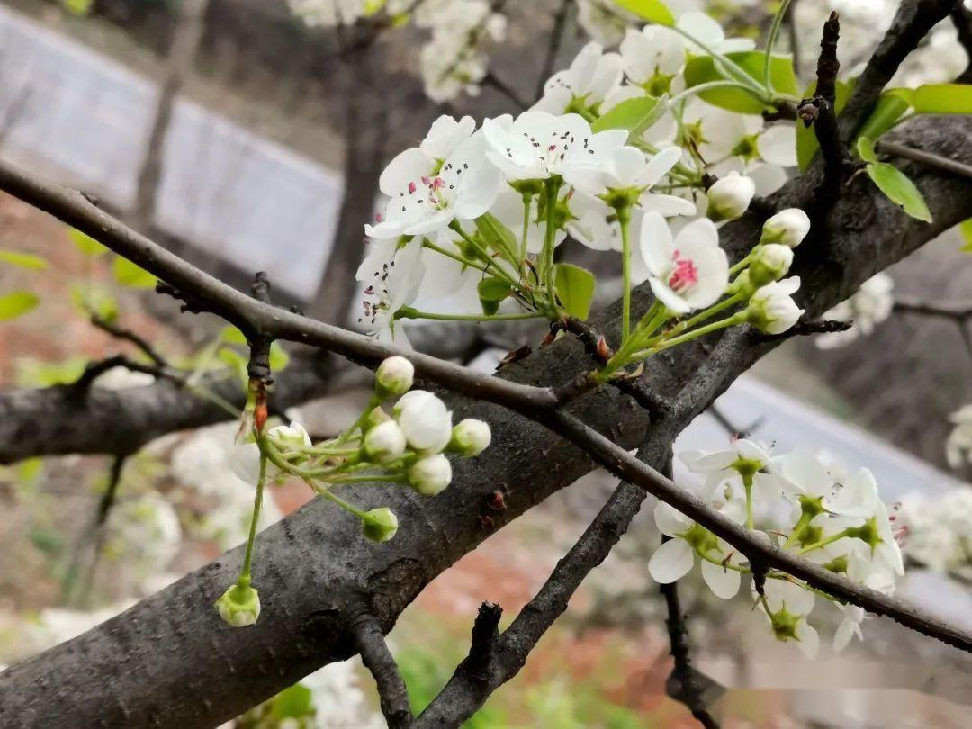 探寻《诗经》里的春光(六):杜梨花 - 知乎