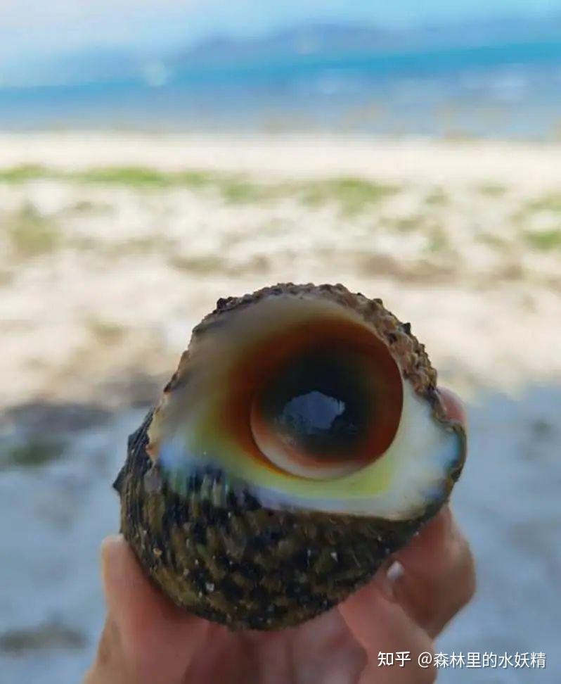 研学海南:吃货视角下不正经的博物学(一)贝类 - 知乎