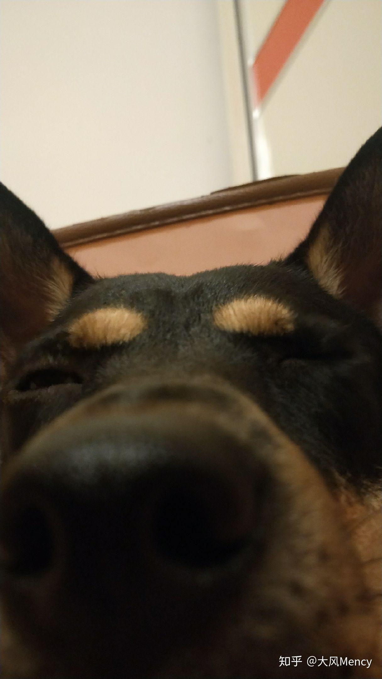 养中华田园犬 四眼 是种怎么样的体验？ - 知乎