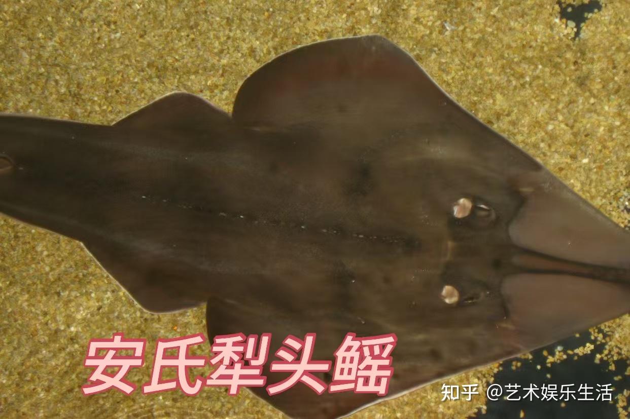 13种犁头鳐科的鱼类，头部呈现宽大三角形的神奇鱼类 - 知乎