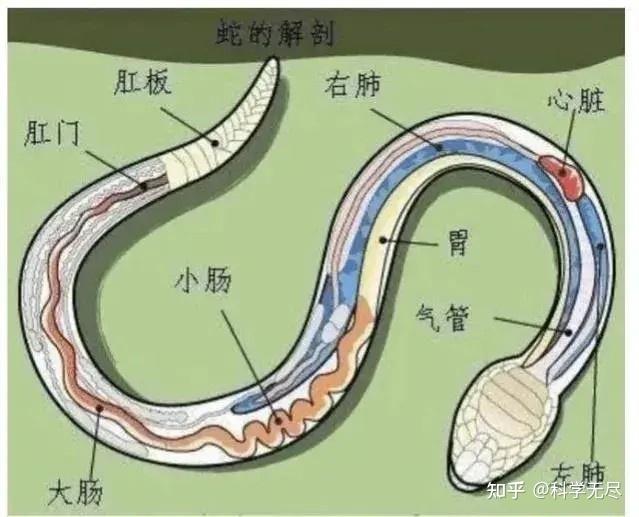 如果我被森蚺缠住了，刚好手里有锋利的匕首，我能自救吗？