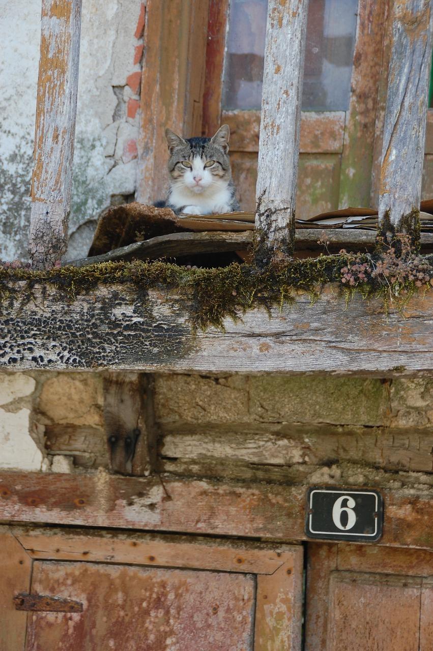 老鼠在卧室怎么办