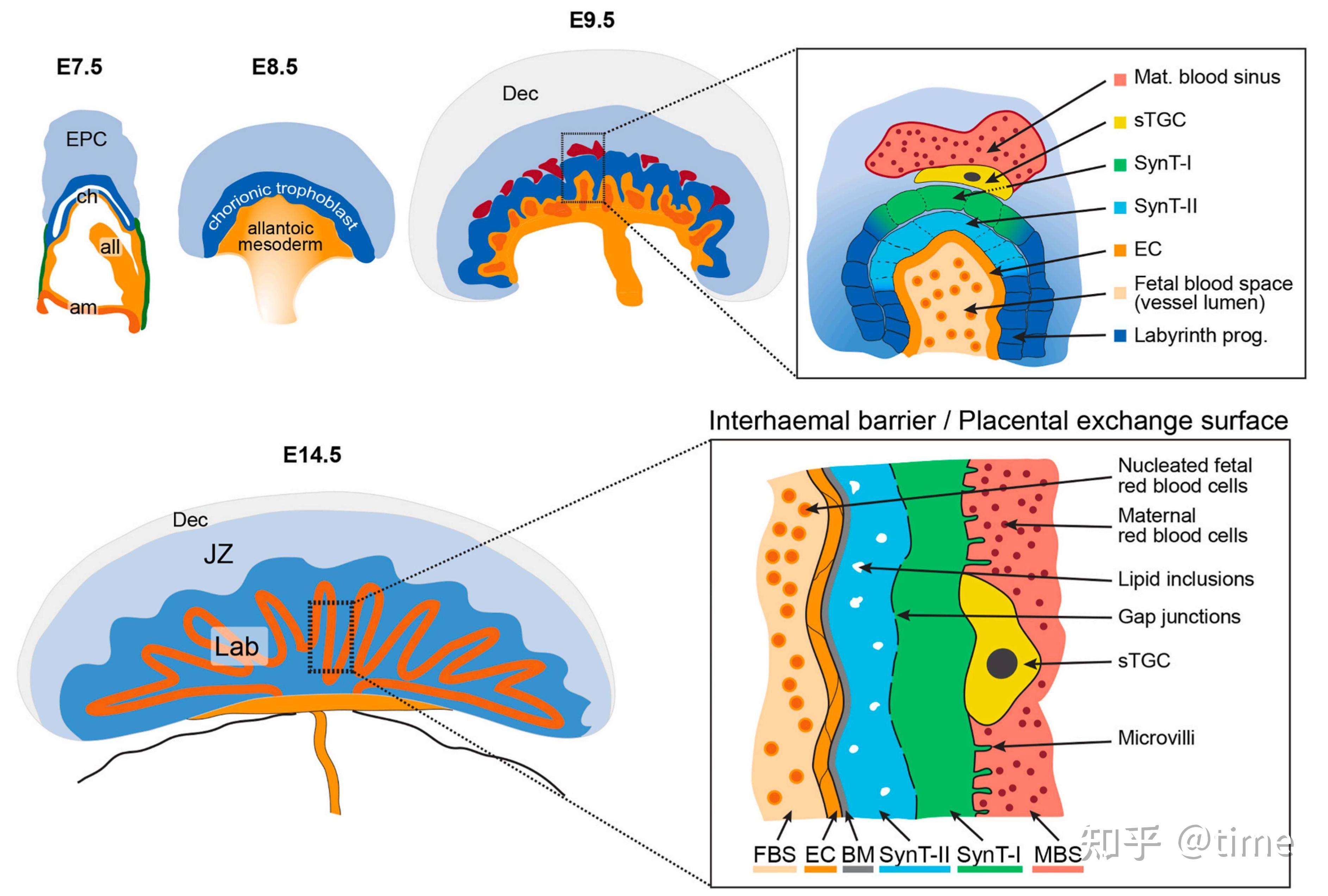 文献分享 | Developmental Biology:一个良好的开端:胎盘交换面的重要性--小鼠的启示 - 知乎