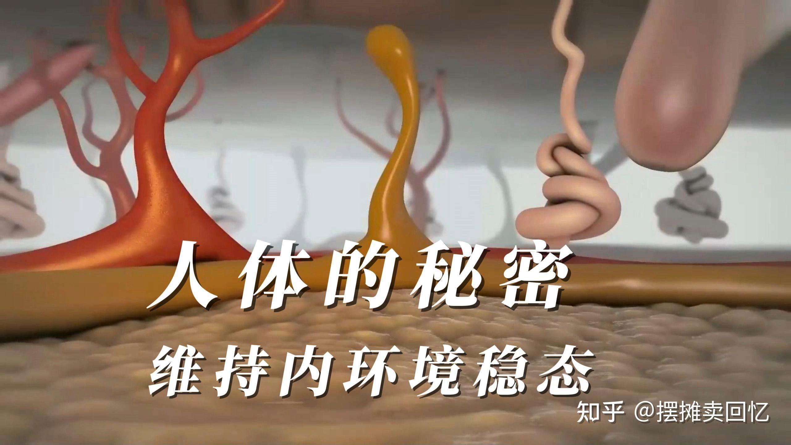 什么是内稳态？内稳态在人体健康中发挥什么样的作用？目前对于内稳态的研究到了什么水平？ - 知乎