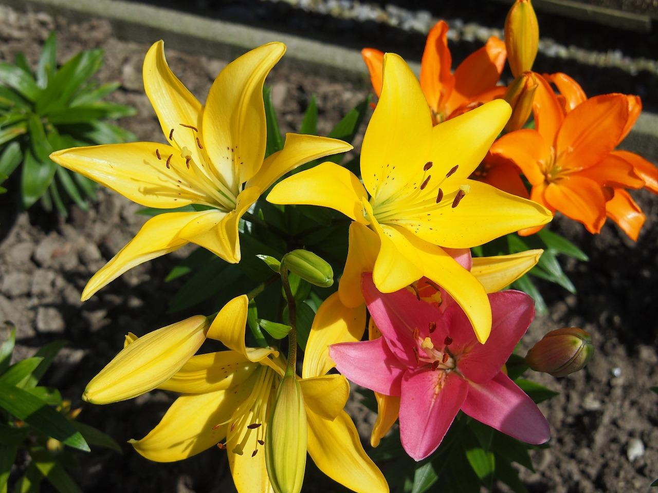 百合花什么样的好