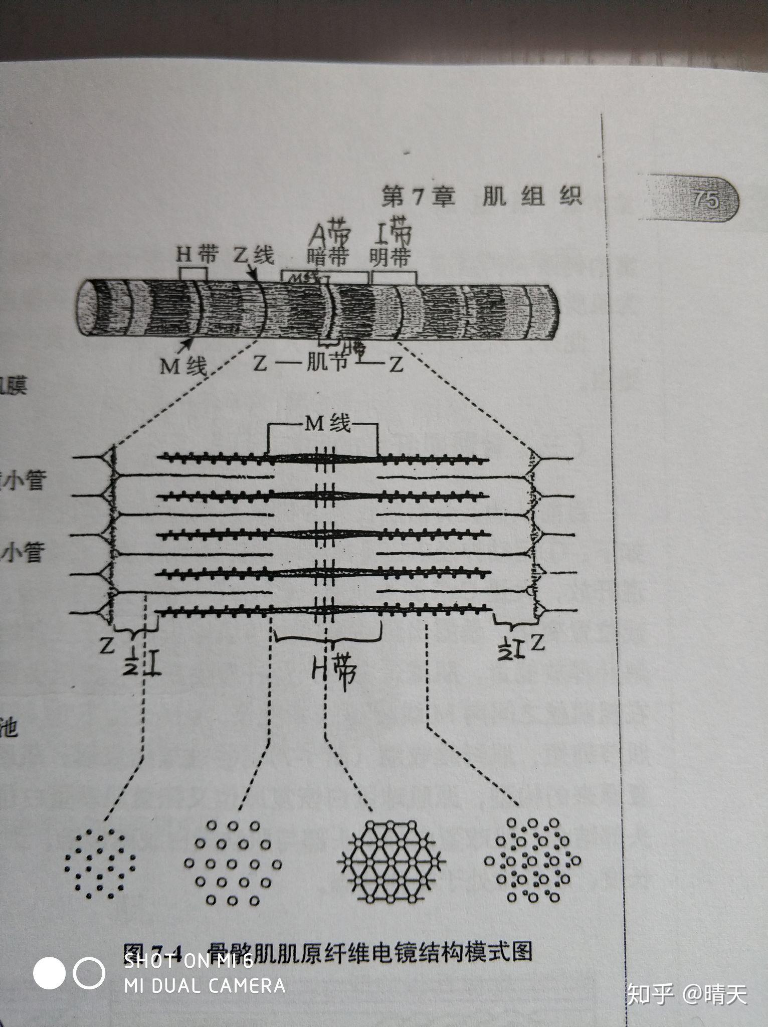 肌原纤维中,为什么每根粗肌丝周围排列着6根细肌丝? - 知乎