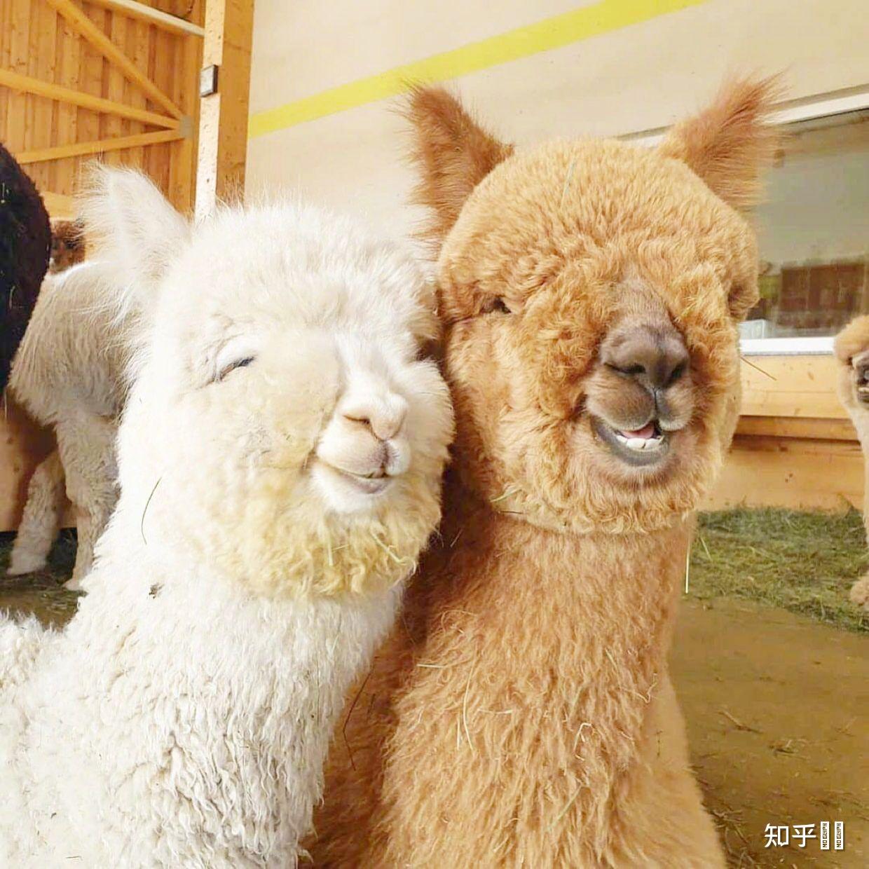有没有一些羊驼的情侣头像? - 知乎