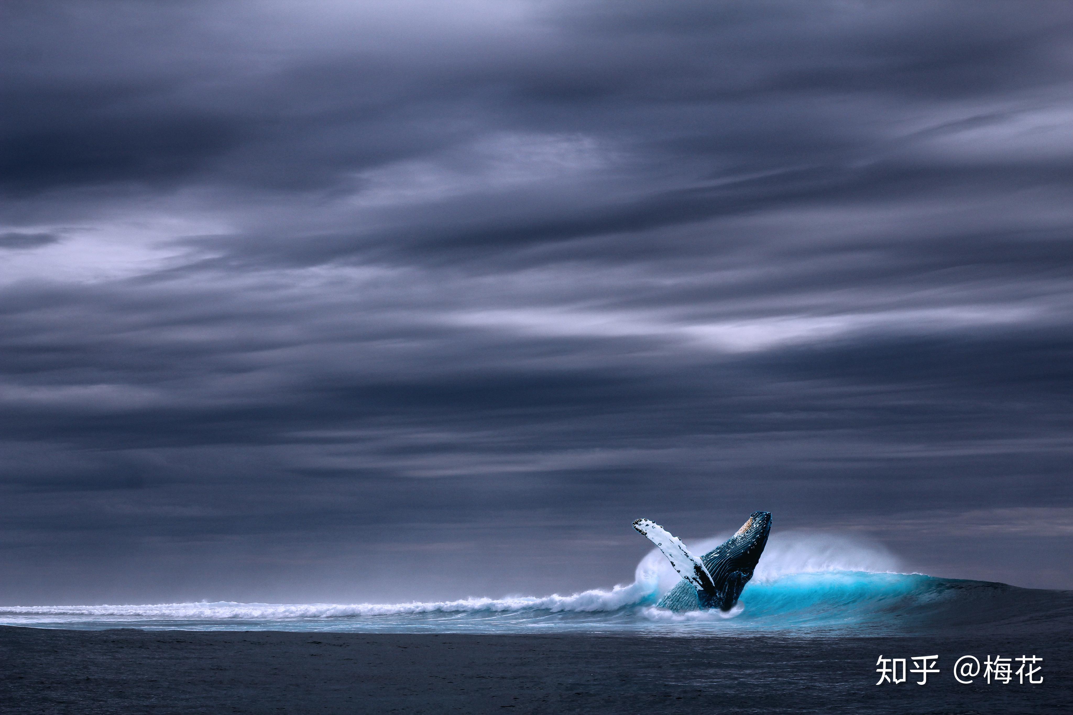 哪里可以找到可以用来当壁纸的鲸鱼蓝鲸图片呢
