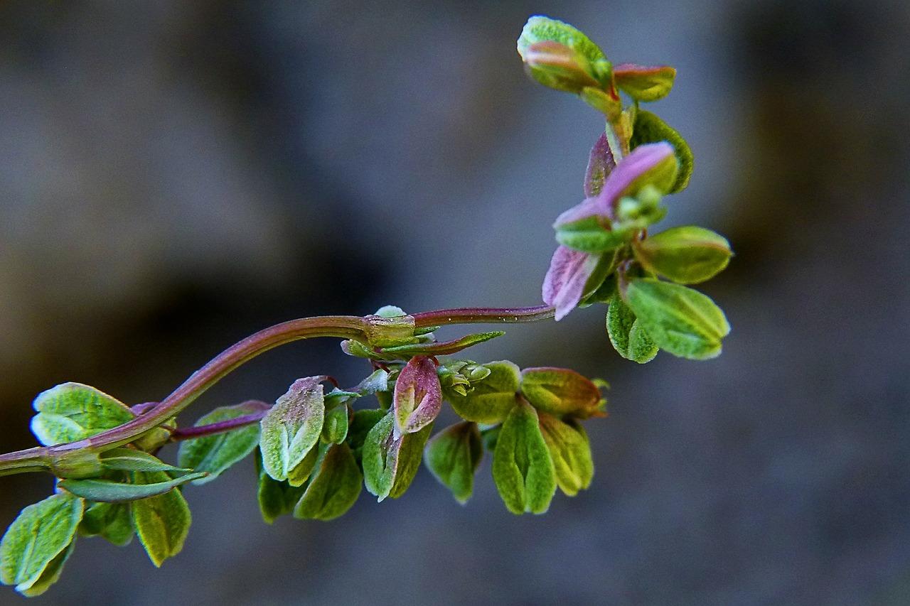 枝干番杏怎么养