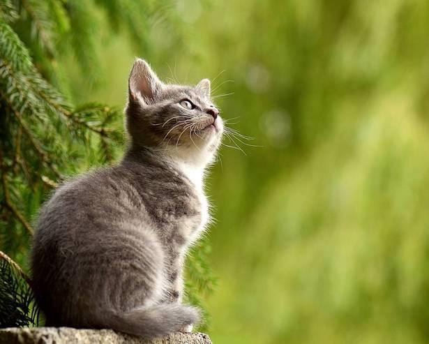 阻止猫进入花园 菜园的几种方法 知乎