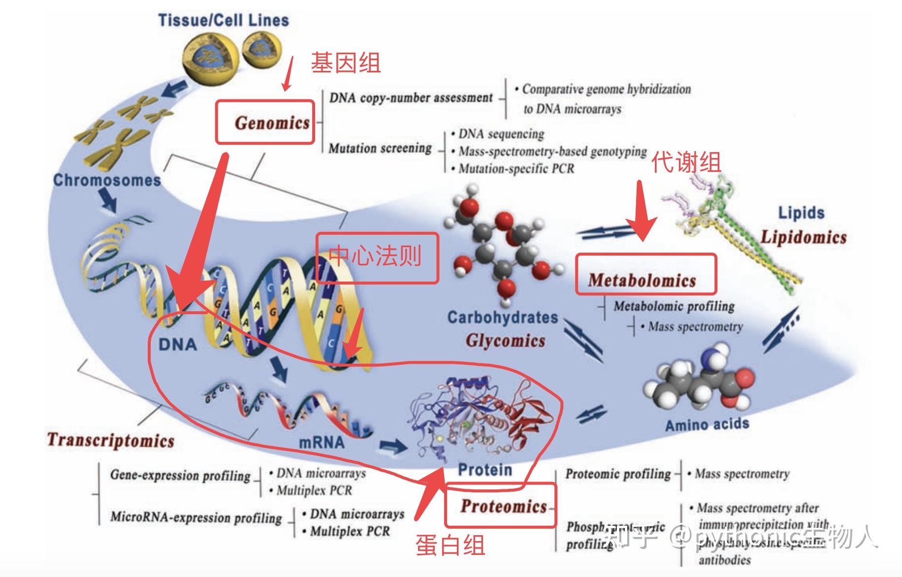 生物信息学中，基因组学、蛋白组学、代谢组学差别有多大？ - 知乎