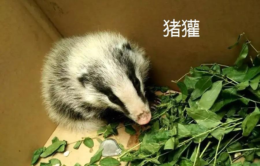 江西一市民捡到奇怪动物,像大老鼠,却长着一个猪鼻,还有利爪 - 知乎