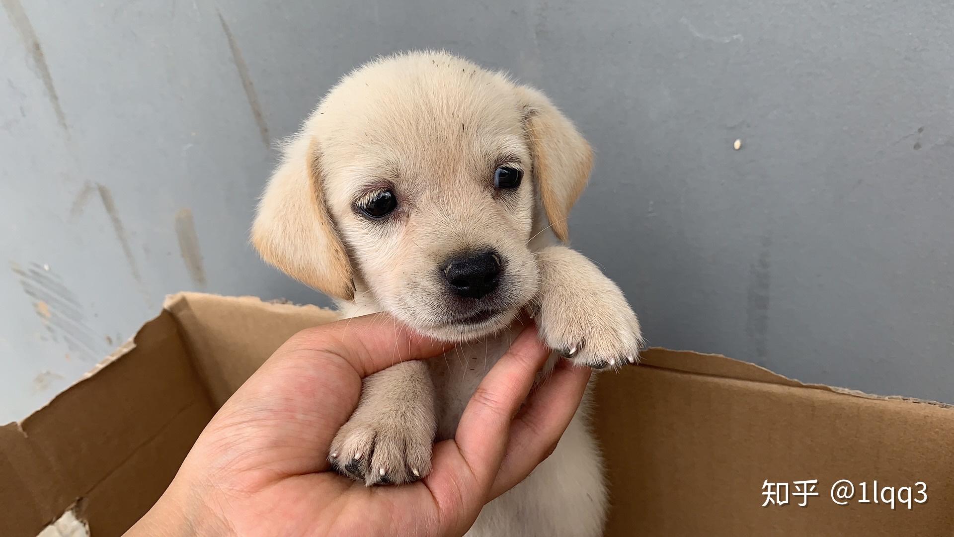 田园犬和金毛杂交图片图片