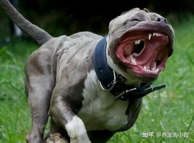 路遇“恶犬”很慌张?怕什么,朝4个地方“打”! - 知乎