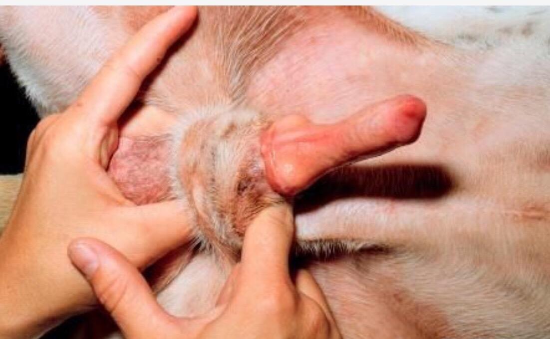 公狗发生腹股沟疝的原因是什么?是否与绝育手术有关系? - 知乎