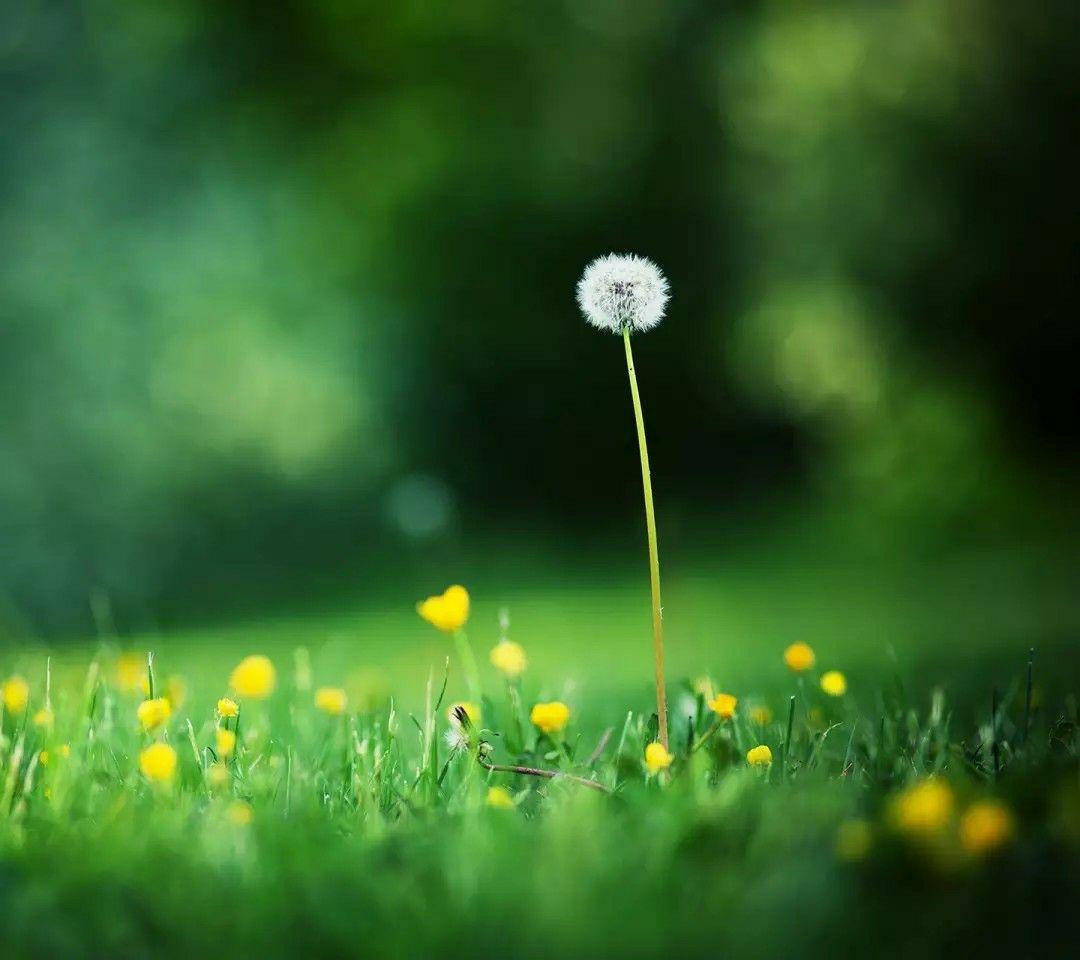 求 绿色系富有生命力的手机壁纸 小清新一些 不胜感激! - 知乎