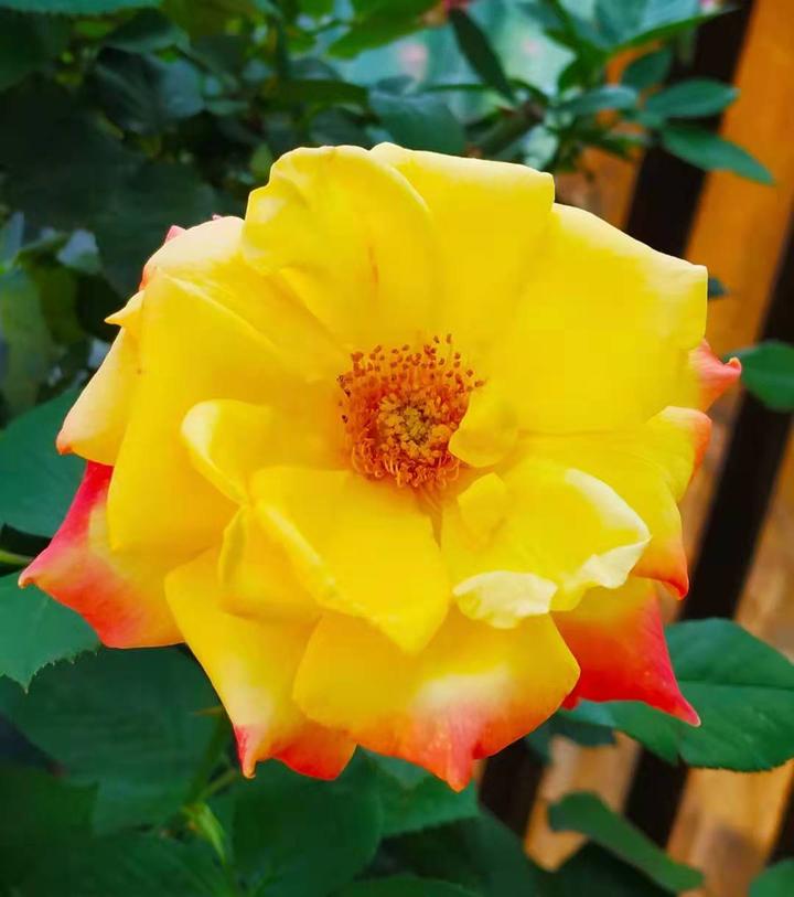 昔日厂花,今日老大妈 - 知乎
