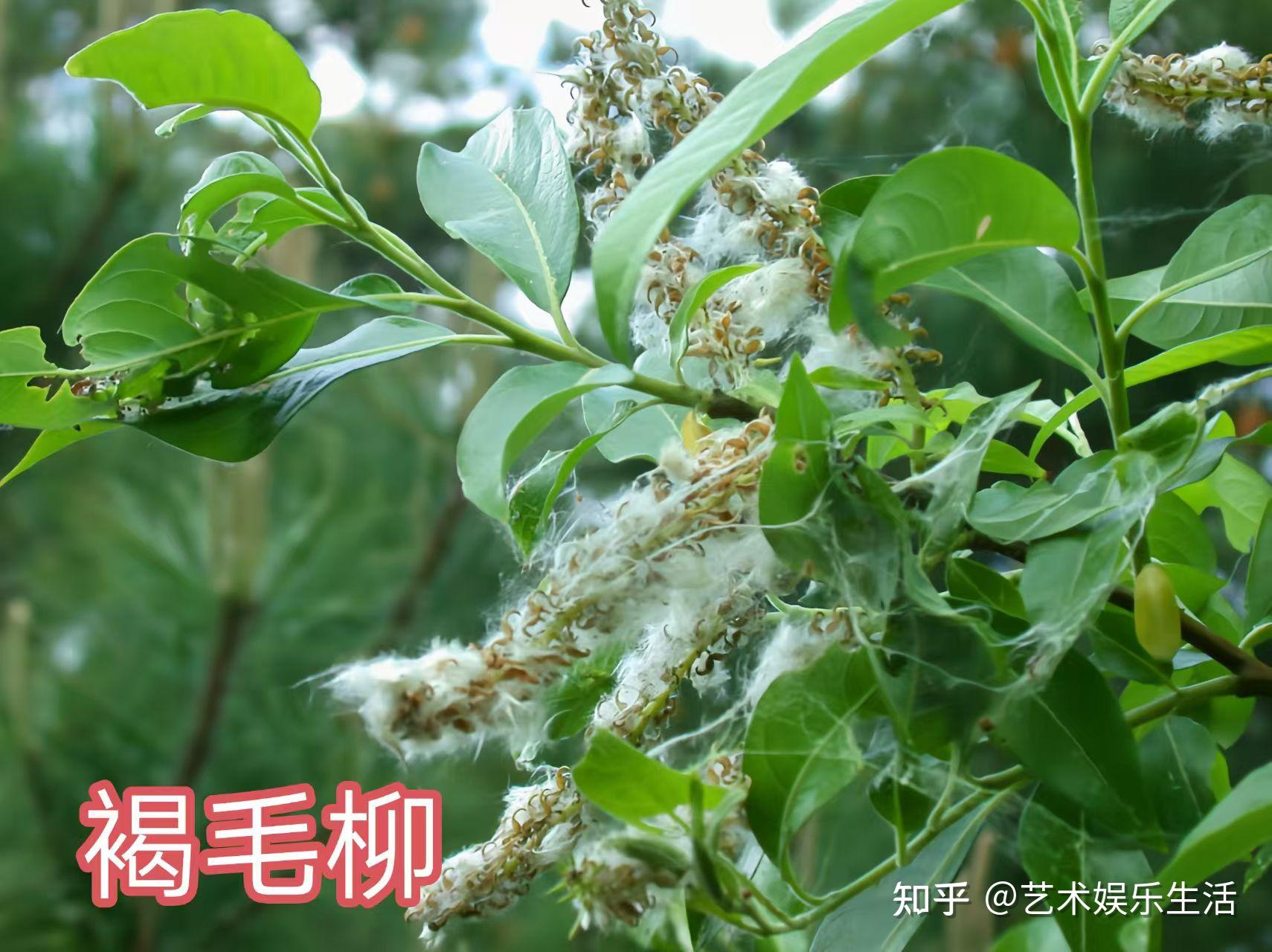 杨柳科植物有哪些 - 知乎