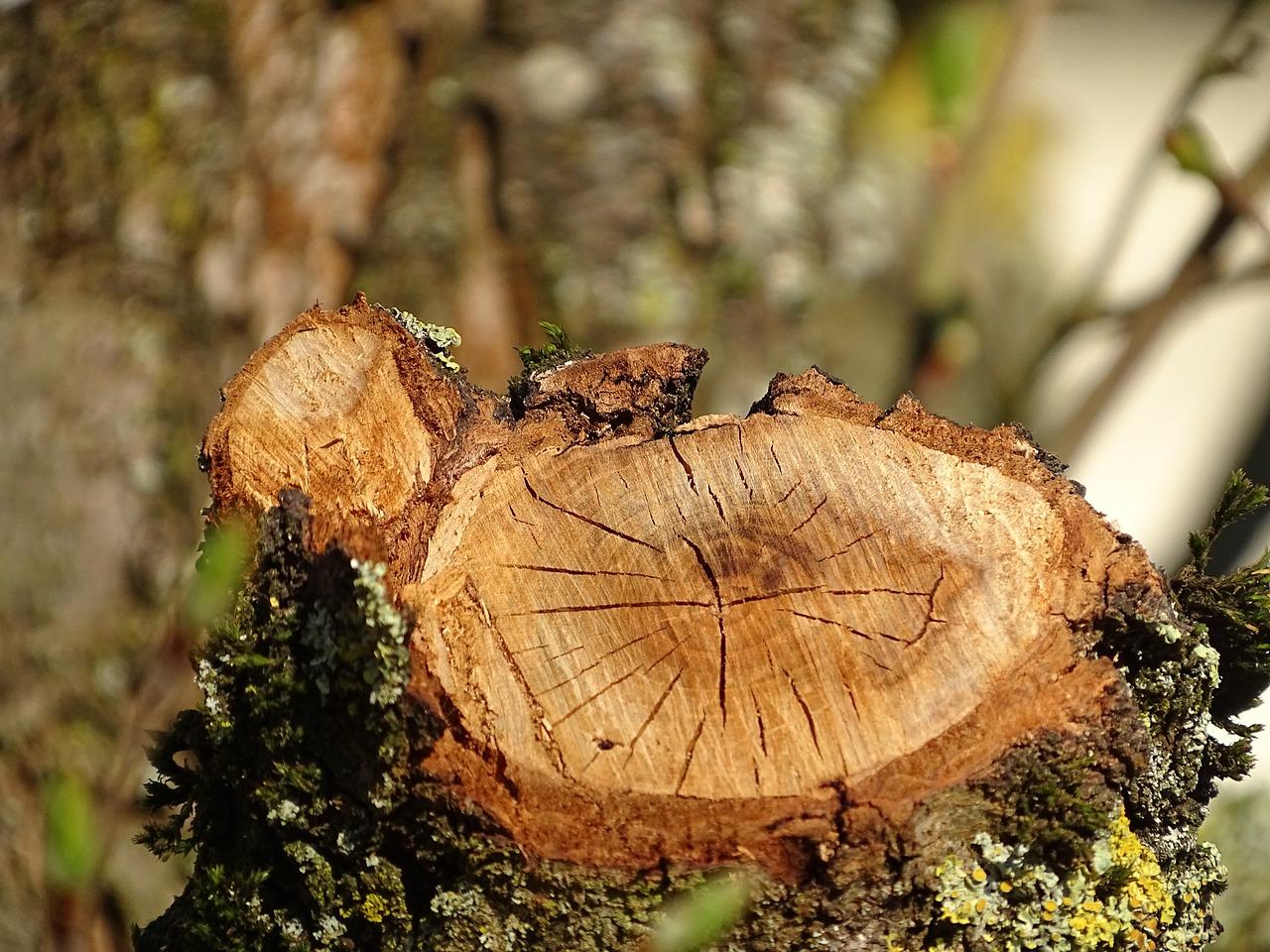 3. 龙须树嫁接方法