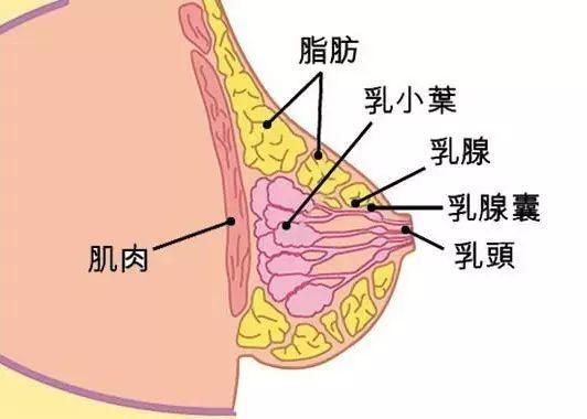 女生怎样护理乳晕乳头变粉嫩？乳晕黑乳头黑记得收藏哦！