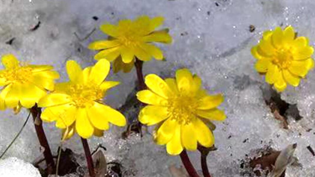 冰凌花|花与朝阳盛,灿若金盏开 - 知乎