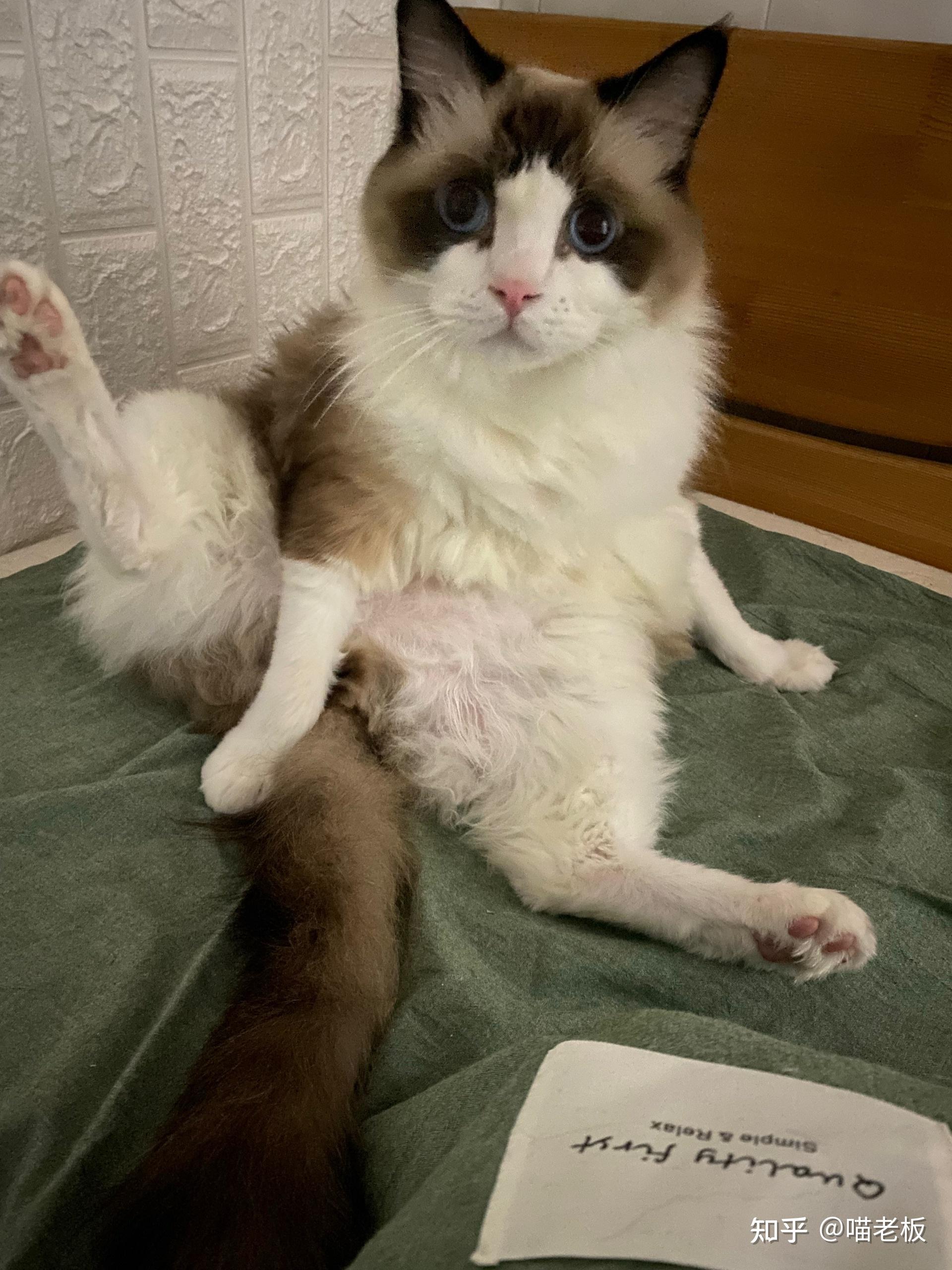 布偶猫三个半月了跟你闹的时候会伸爪子有什么好办法吗