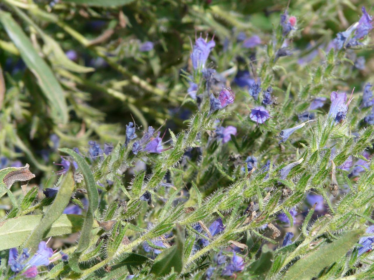 2. 松球开花处理