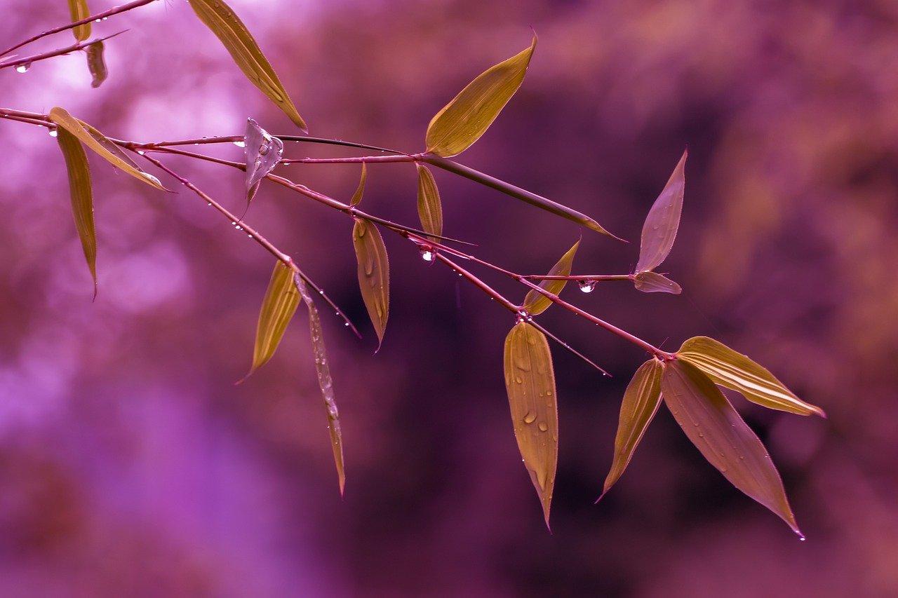 4. 避免施肥过量