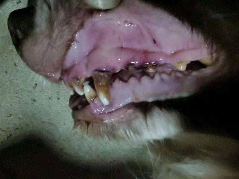 狗狗贫血怎么办 有什么症状 宠物狗贫血吃什么补最快 知乎