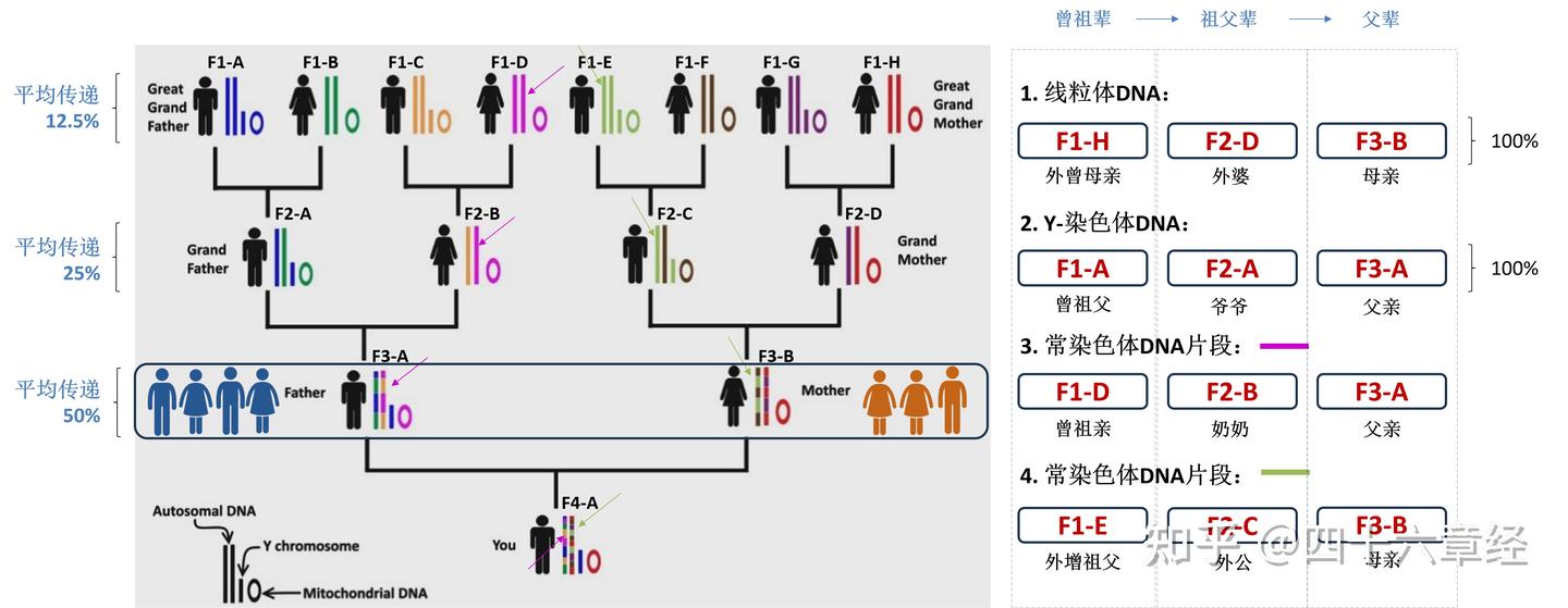 从基因层面看家族亲属之间的血缘关系 - 知乎