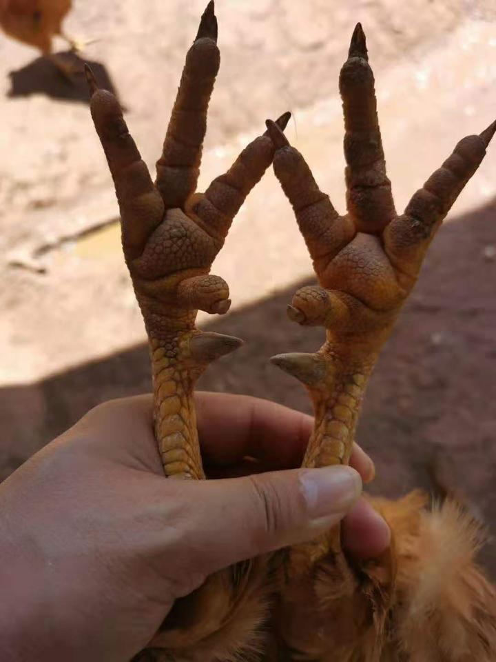 鸡脚蹬子怎么长的快鸡长脚蹬子药偏方鸡蹬子什么时候开始长什么药使鸡